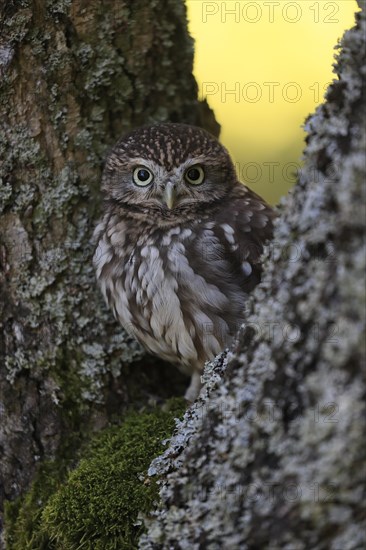 Pygmy Owl