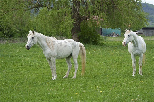 Horses