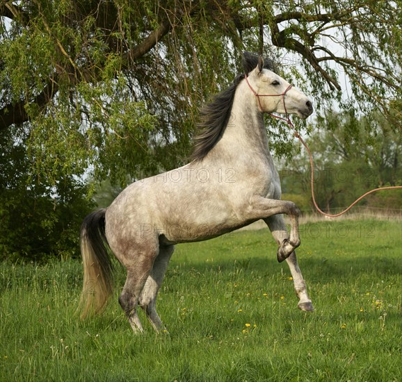 Horse