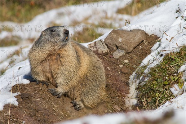 Alpine marmot