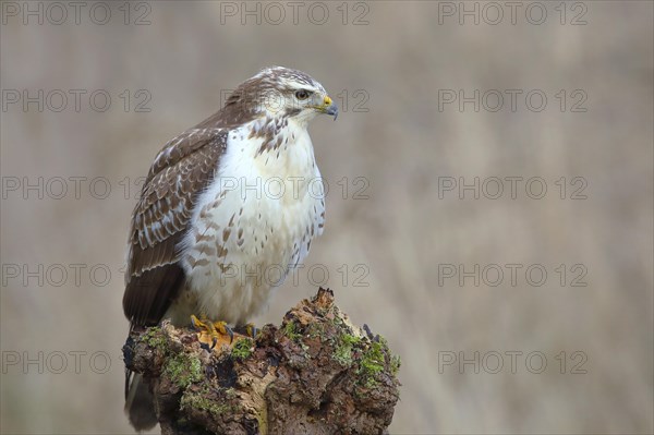 Common steppe buzzard