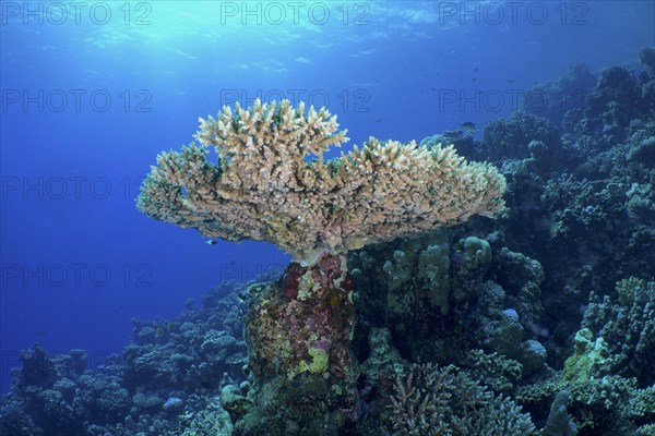Small polyp stony coral