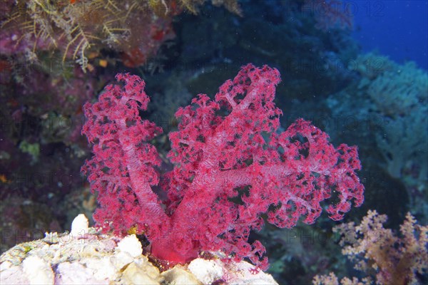 Klunzinger's klunzinger's soft coral