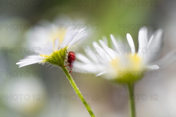 Red beetle on a white flower