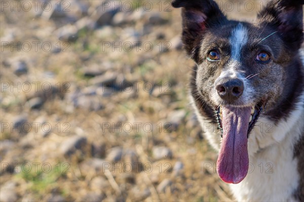 Border collie dog bathing in the river