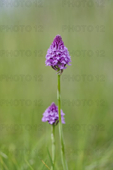 Pyramidal orchid