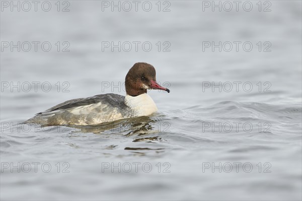 Goosander