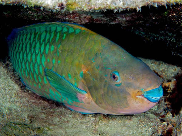 Rainbow Parrotfish