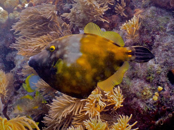 Whitespotted filefish