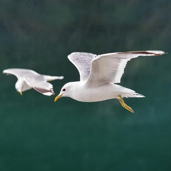 Common gull