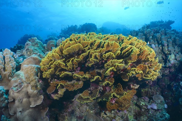 Yellow salad coral