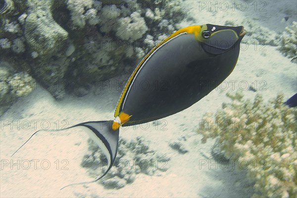 Indian yellowblade nose doctor fish