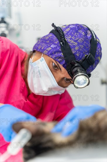 Veterinary clinic with a cat