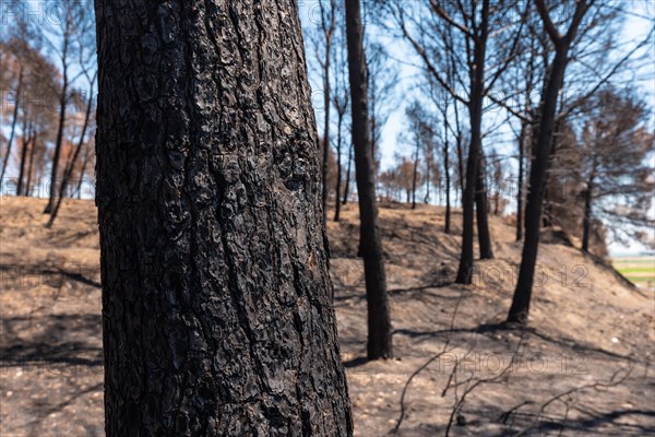 Detail of a burned tree in the forest burned in a forest fire