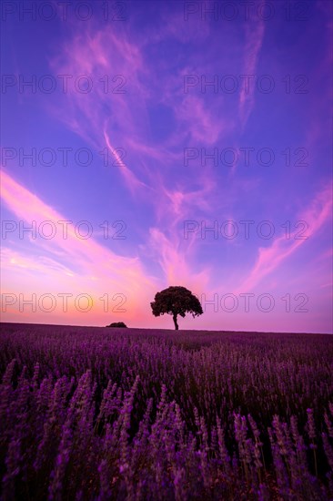 Silhouette of a tree at sunset in a lavender field