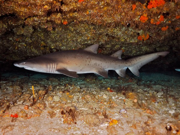 Sand tiger shark