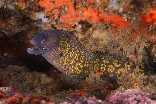 Mediterranean moray