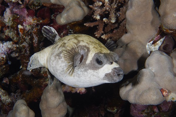 Close-up of masked puffer