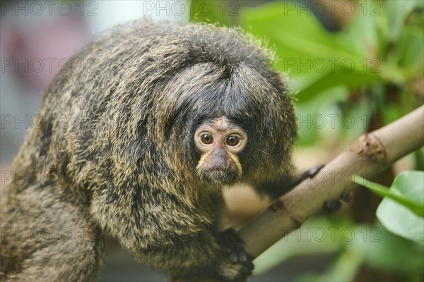 White-faced saki