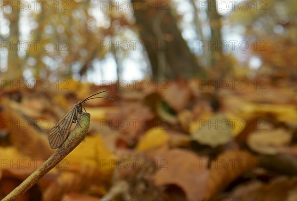 Alderfly