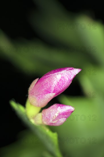 Pink bud of the Christmas cat Schlumbergera