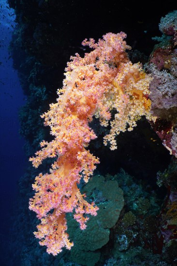 Hemprich's tree coral