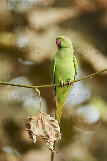 Monk parakeet