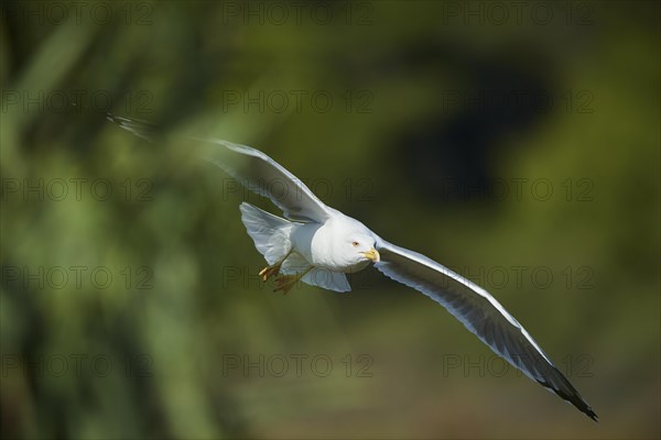 Yellow-legged gull