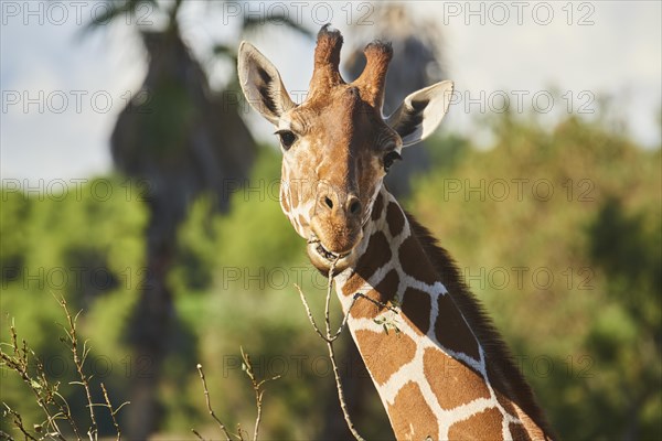 Reticulated giraffe