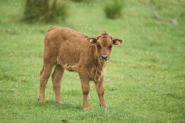 Aurochs