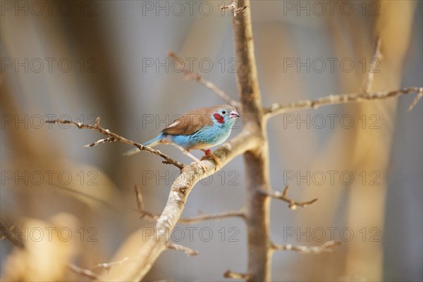 Red-cheeked cordonbleu