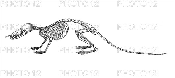 Skeleton of the eurasian water shrew