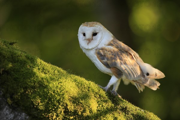 Common barn owl