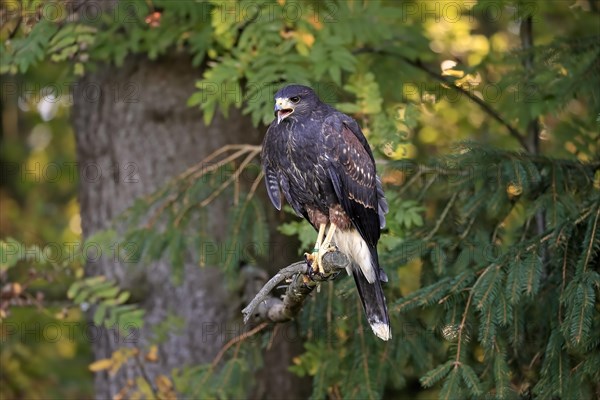 Harris's hawk