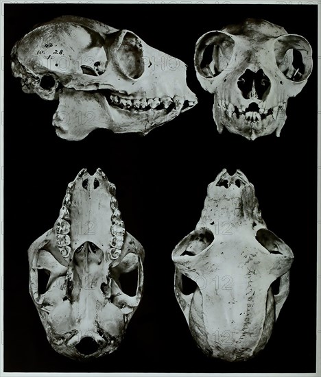 Skull bone