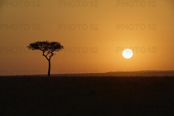 Silhouette