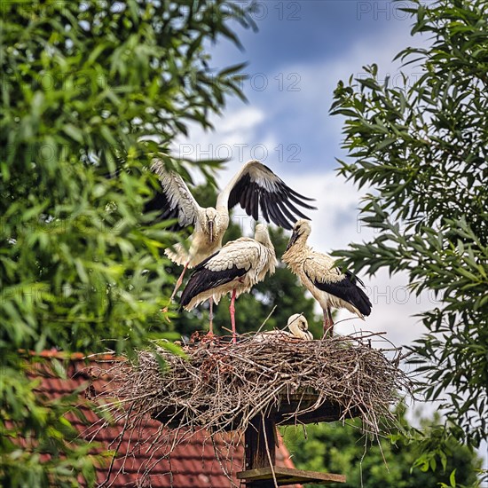 White storks