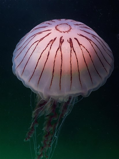 Compass Jellyfish