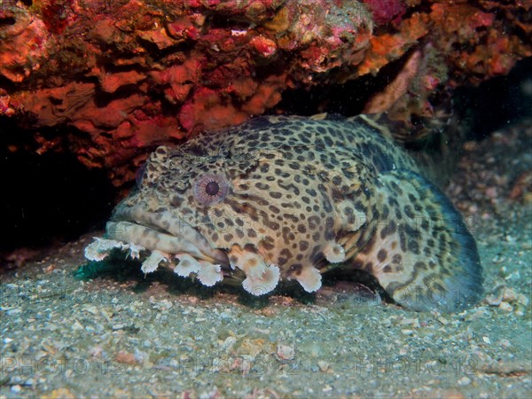 Gulf toadfish