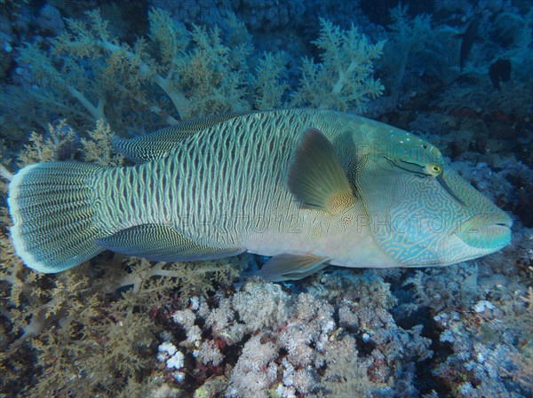 Humphead wrasse