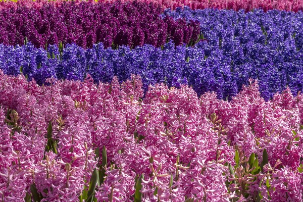 Bed with hyacinths