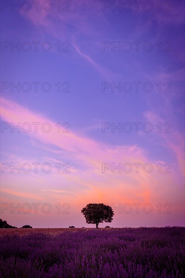 Beautiful sunset in a lavender field in summer