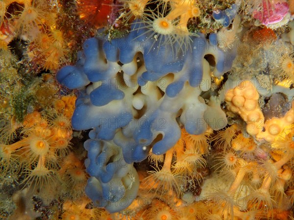 Blue flesh sponge