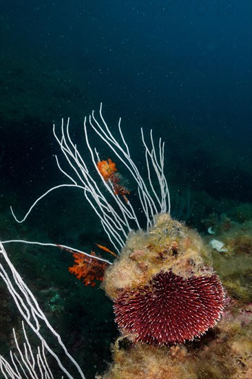 Purple sea urchin