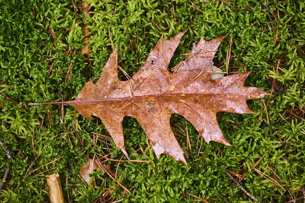 Northern red oak