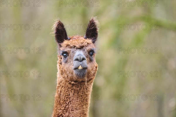 Portrait of an Alpaca