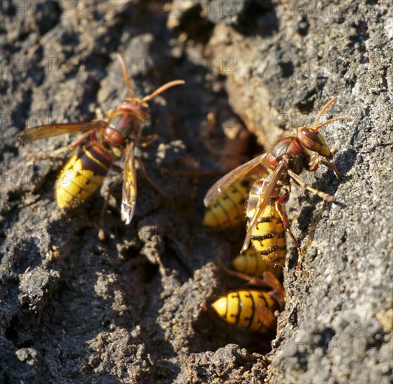 European hornets