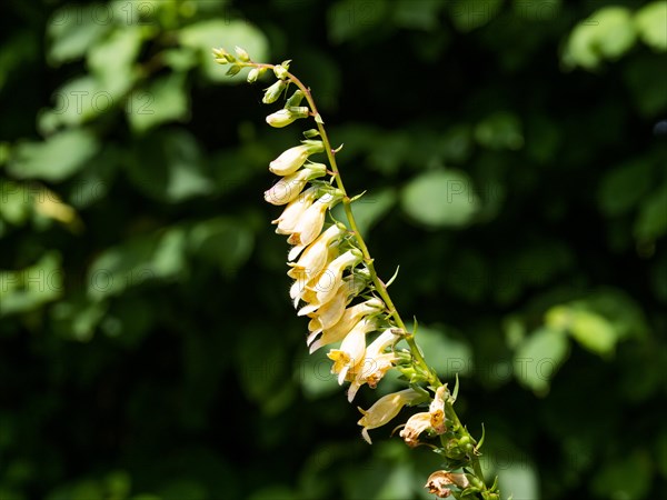 Yellow big-flowered foxglove