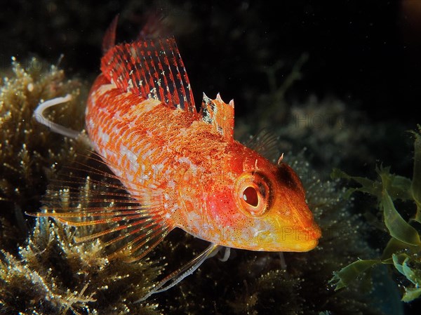 Black-faced blenny