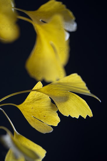 Ginkgo